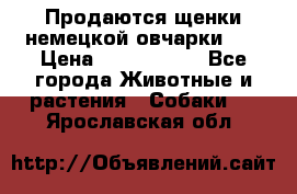 Продаются щенки немецкой овчарки!!! › Цена ­ 6000-8000 - Все города Животные и растения » Собаки   . Ярославская обл.